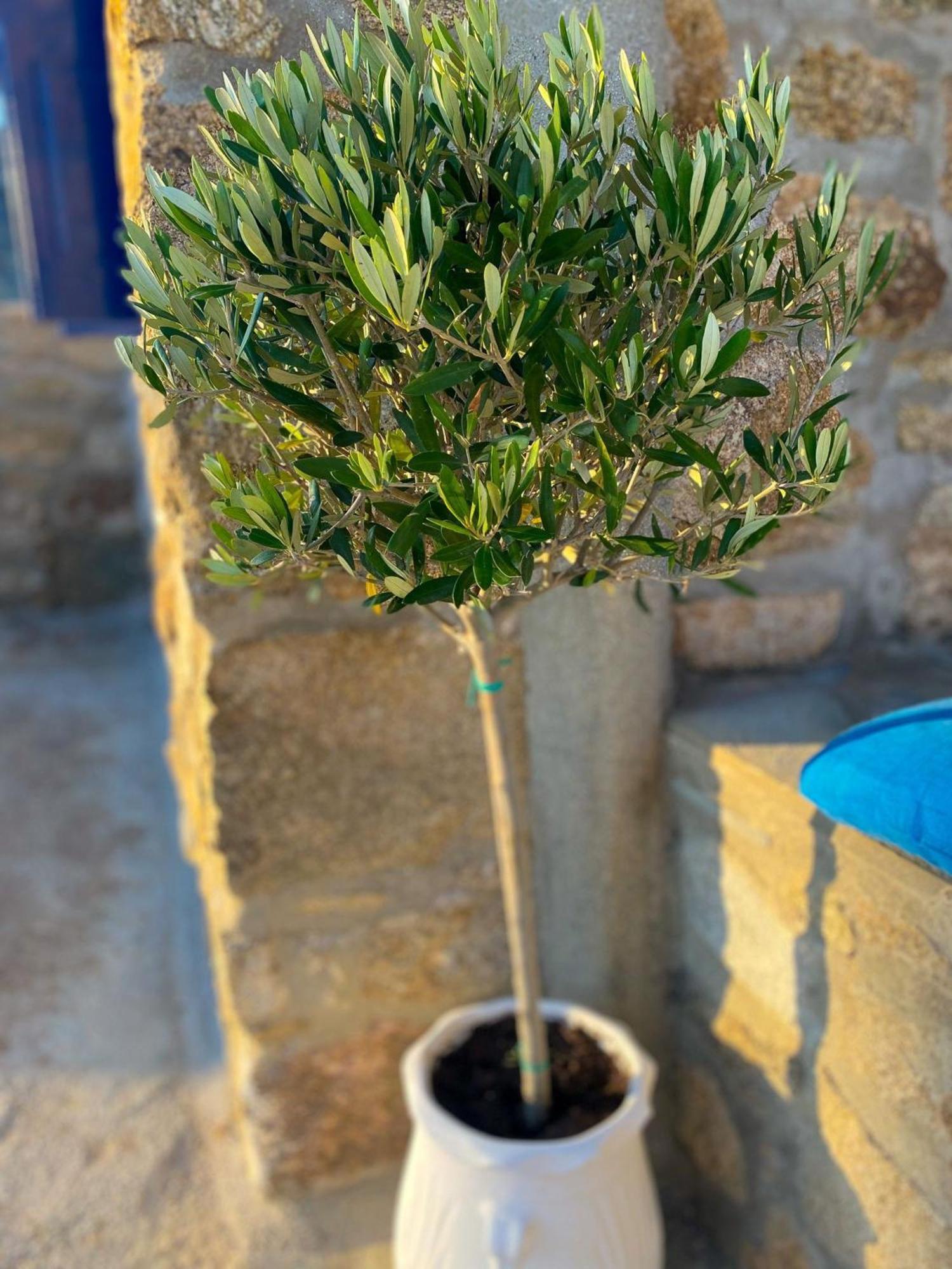 Naira Family Suites Mykonos Mykonos Town Экстерьер фото